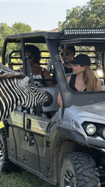 Guests meeting a zebra from a ranch vehicle