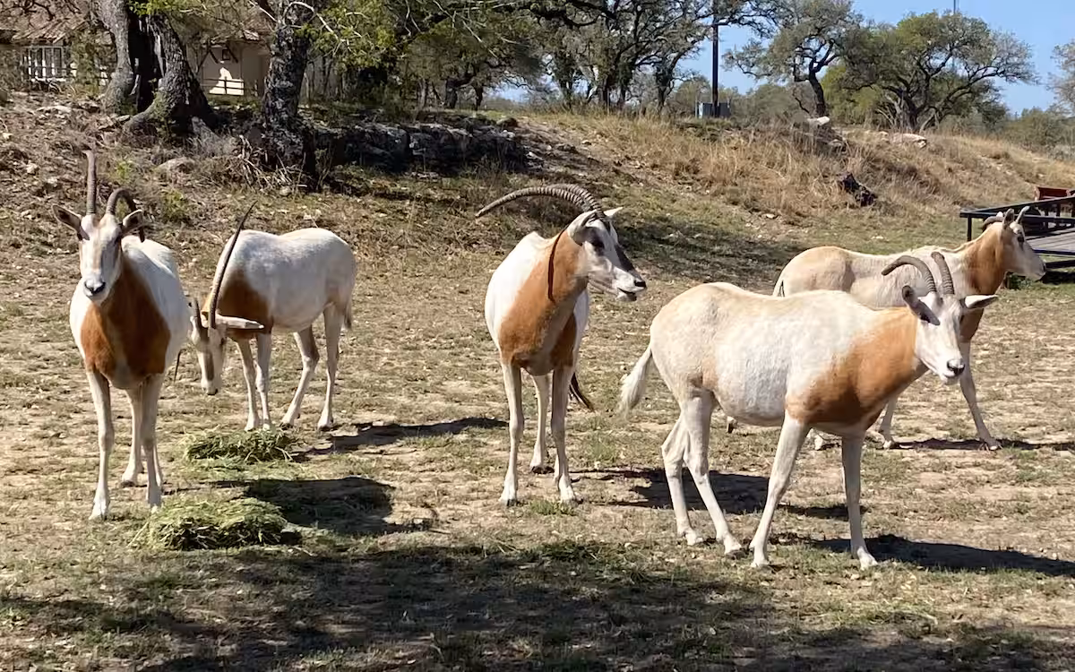 A group of antelope in the ranch pasture