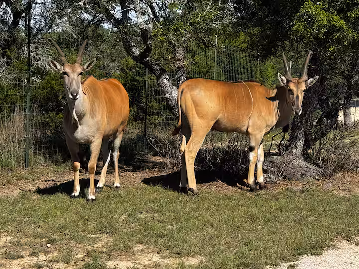 Two antelope standing beneath ranch trees