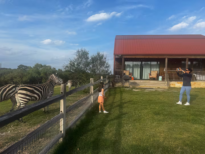 Guests meeting a zebra near the red-roofed cabin