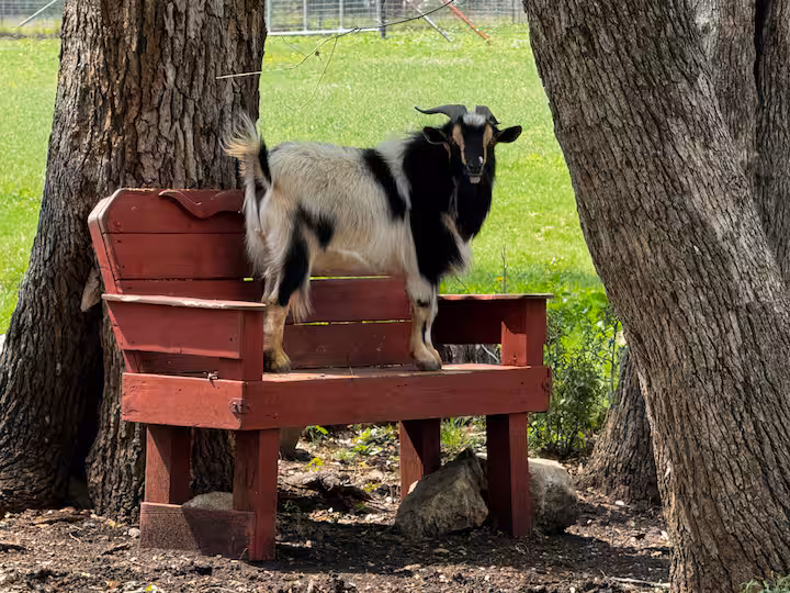 Goat standing on a red wooden chair beneath a tree