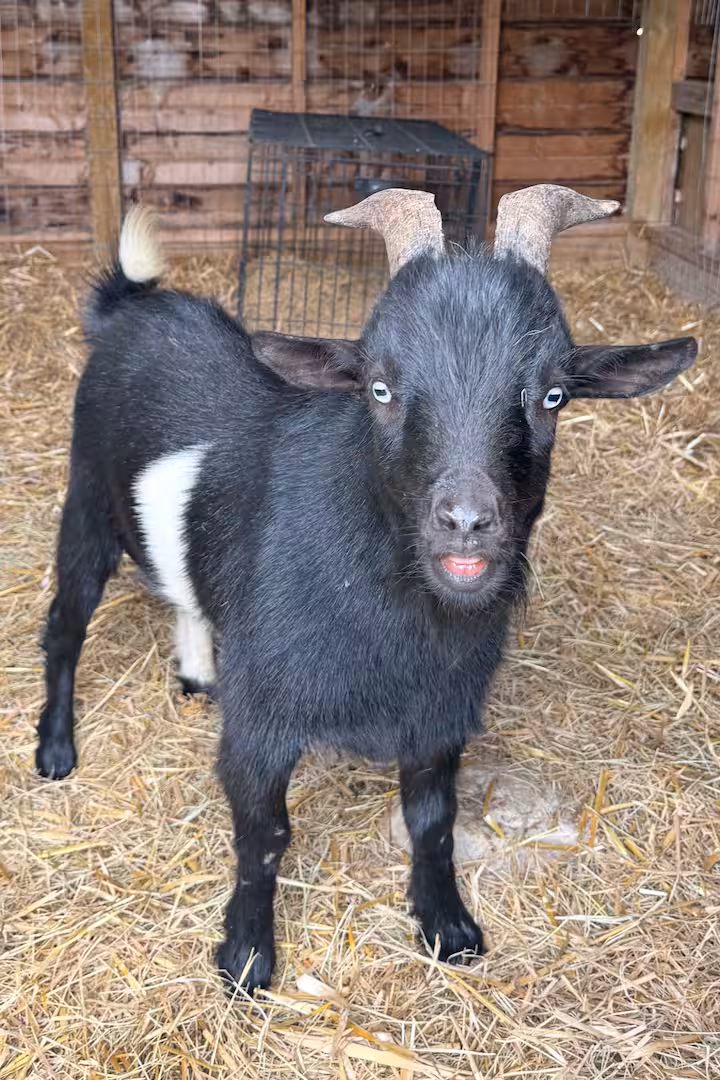 Black and white goat near a wooden shelter