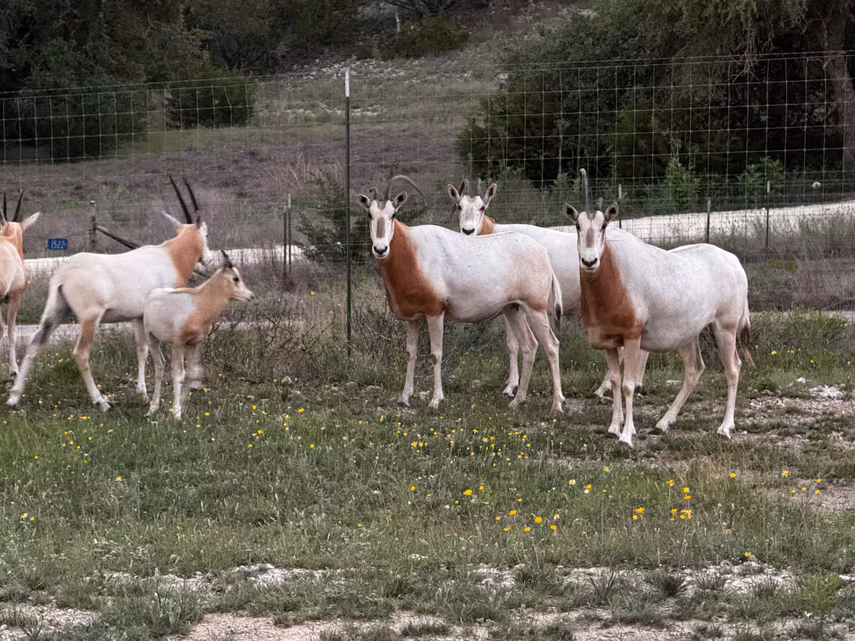 Horned antelope gathered in a ranch enclosure