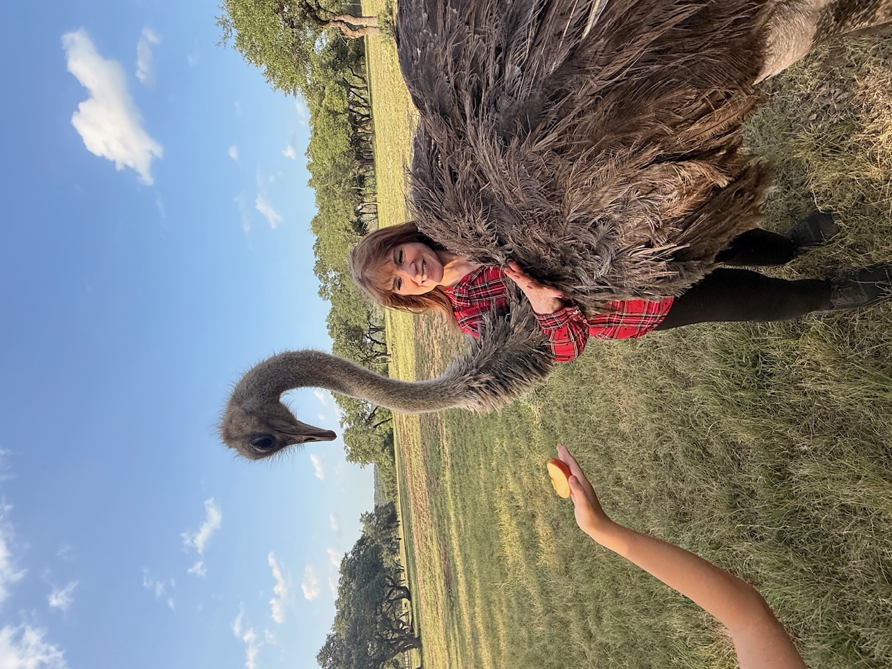 A guest meeting an ostrich in the ranch pasture