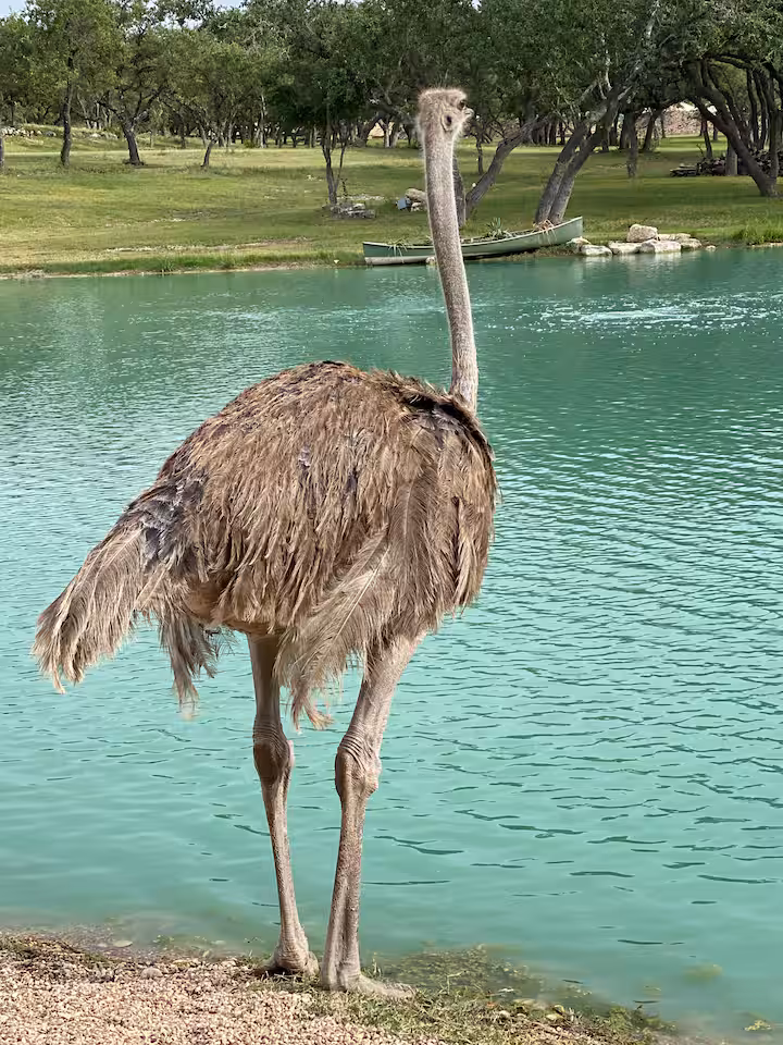 Ostrich standing beside the turquoise ranch pond