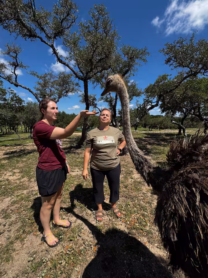 Visitors meeting an ostrich beneath oak trees