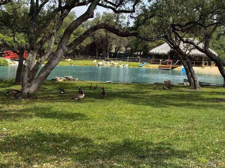 The ranch's turquoise pond framed by oak trees