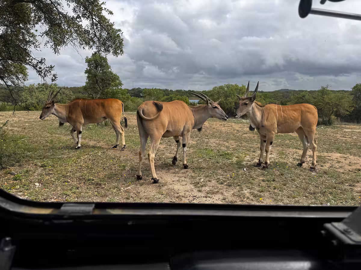 Antelope viewed from a ranch vehicle