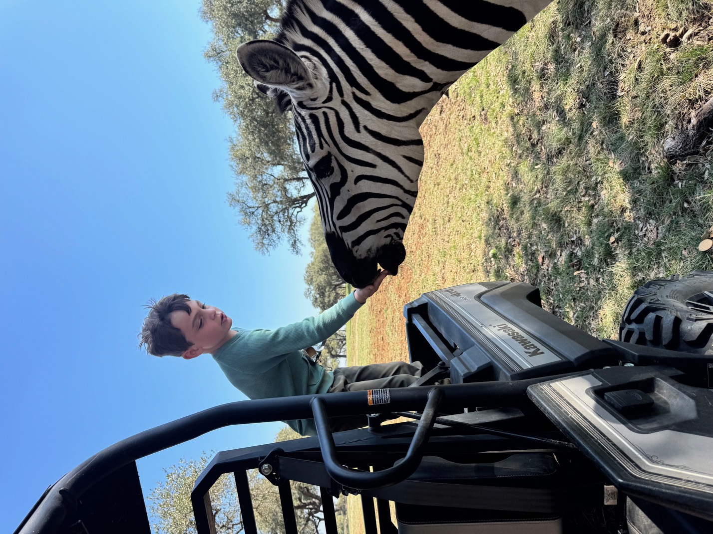 A young guest feeding a zebra from a ranch vehicle