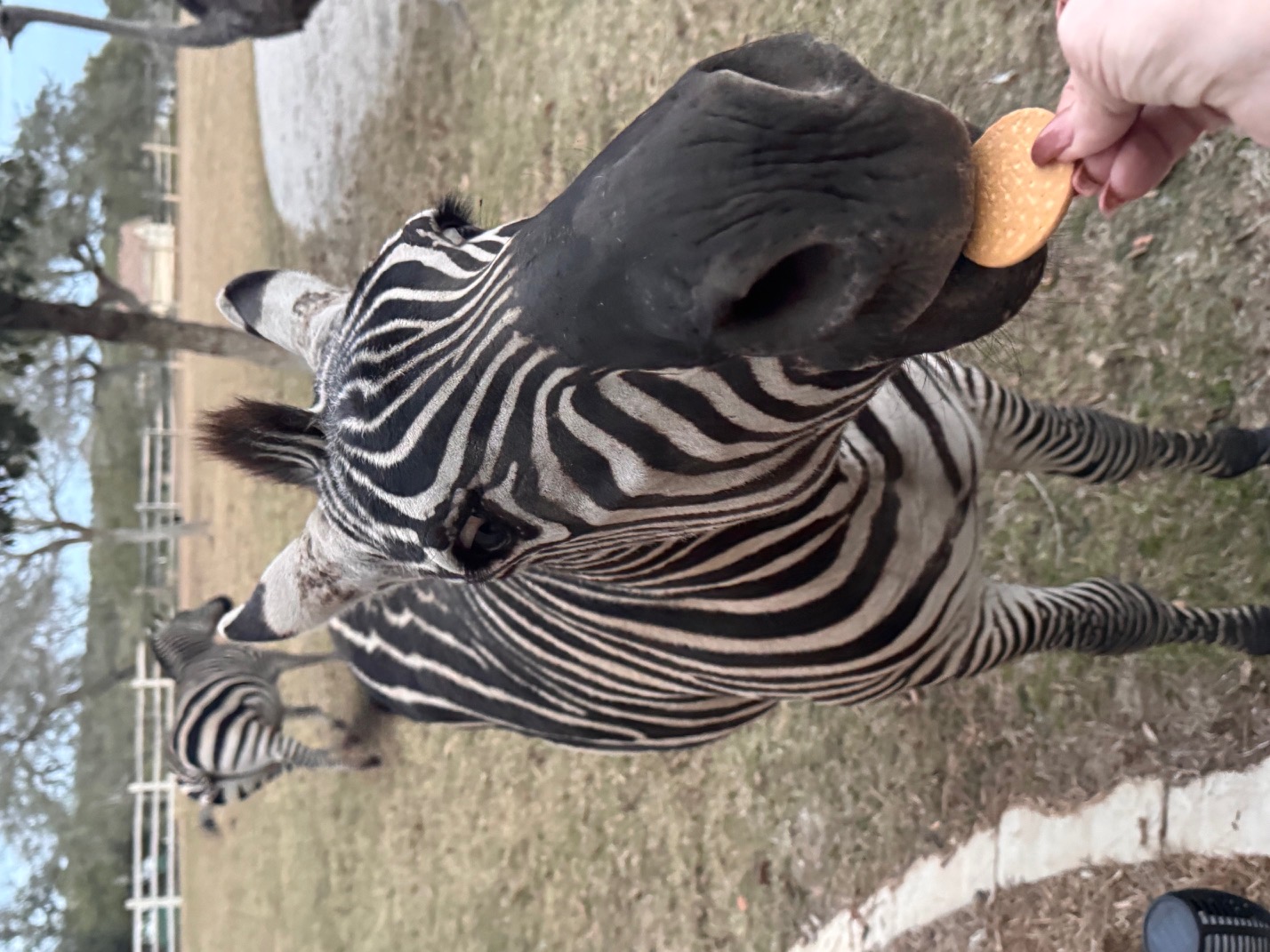 A zebra greeting a guest at Sweet Serengeti