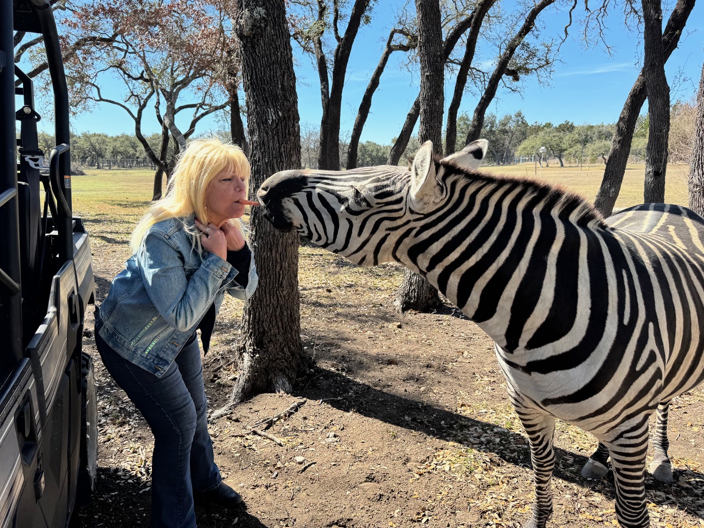 A guest meeting a zebra beside a ranch vehicle