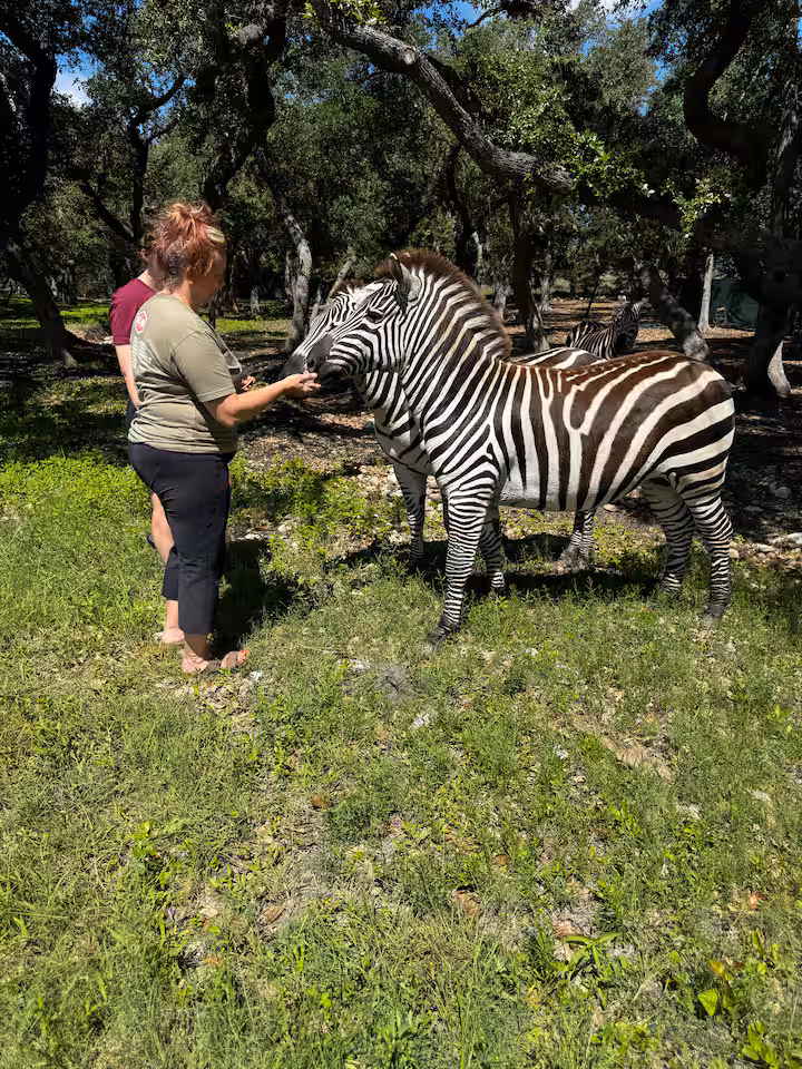Guest feeding a zebra in a shaded pasture