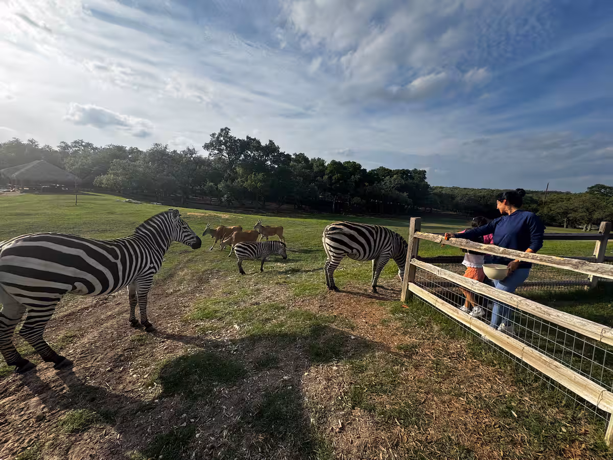 Guest meeting zebras beside a wooden ranch fence