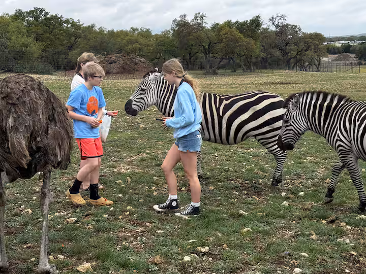 Guests meeting zebras and an ostrich