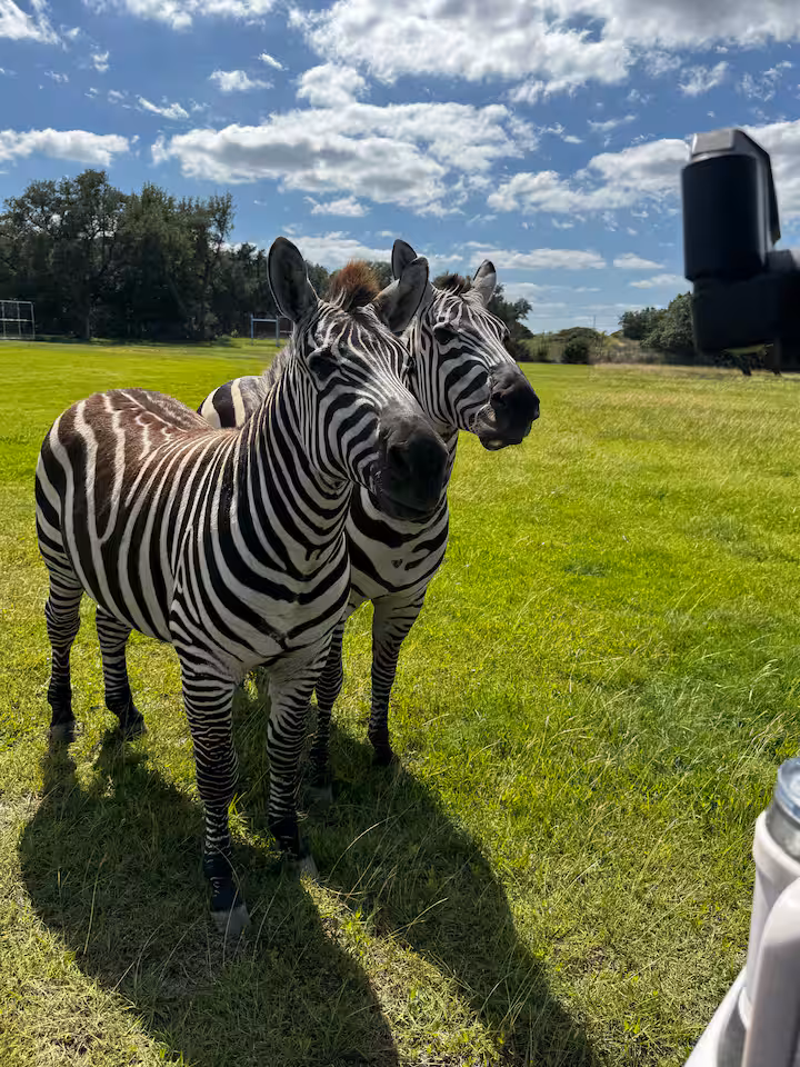 Two zebras standing in a green pasture