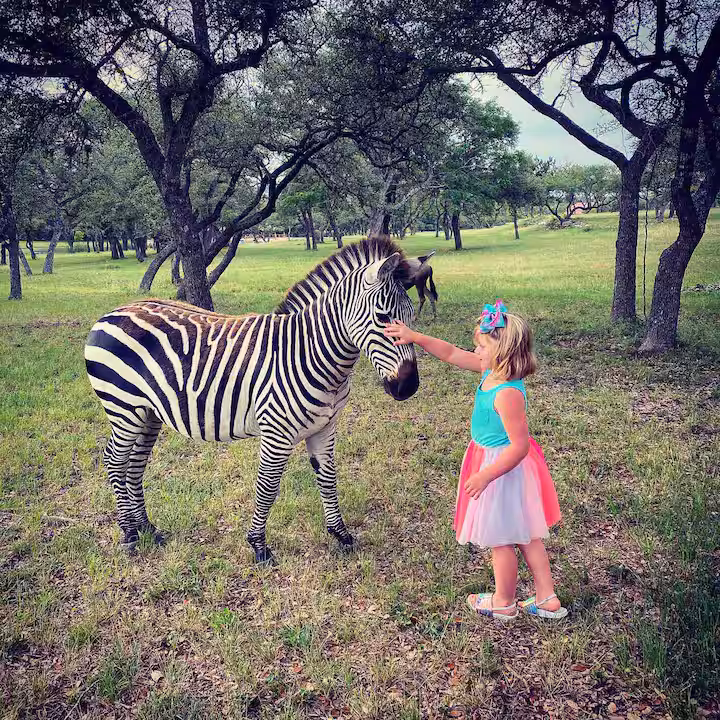 Young guest meeting a zebra in the pasture