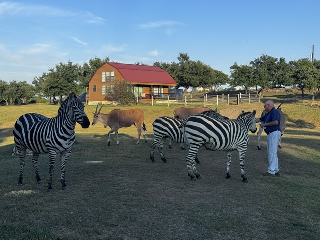 Zebras and antelope beside a Sweet Serengeti cabin