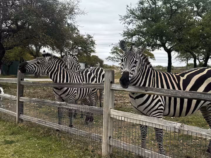 Zebras gathered beside a wooden fence